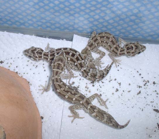 viper trio