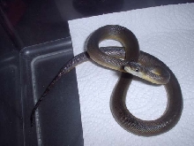 Water python