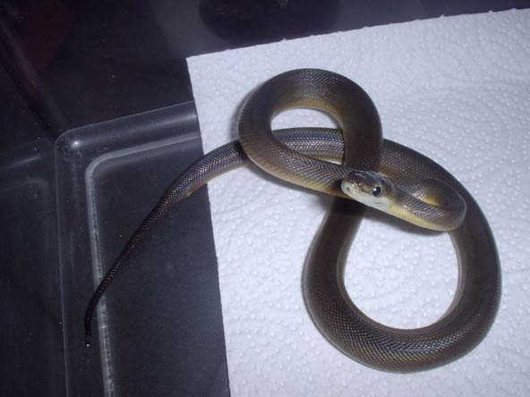Water python
