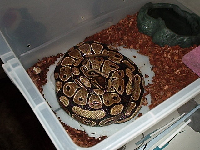 $100.00 male