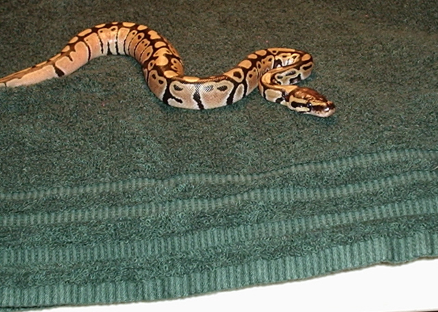 Second year of breading