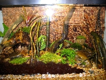 Whole Tank