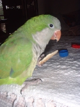 quaker cracker