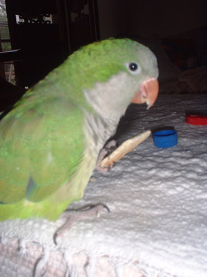 quaker cracker