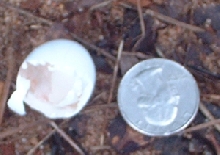 hatched!