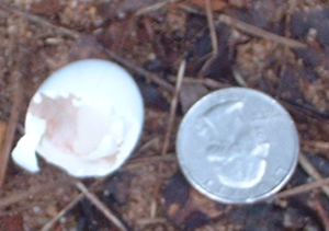hatched!