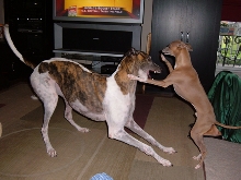 Amber with new brother