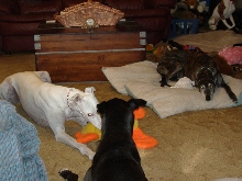 Ghost and Bea playing