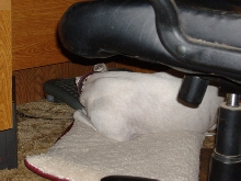 Bea under desk