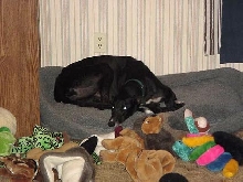 Cricket in Nancy's bed