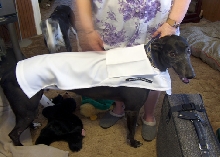 Ghost with new coat
