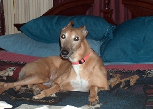 Lexie