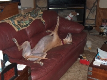 Lexis roaching