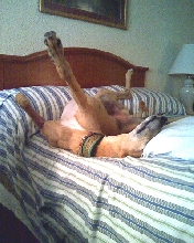 Lexie napping