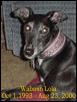 Lola