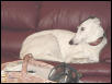 Max on the couch