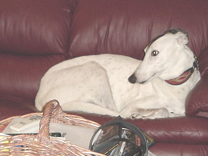 Max on the couch