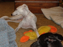 The pretty Miss Bea