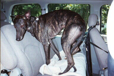 Pansy on her way to Ellens