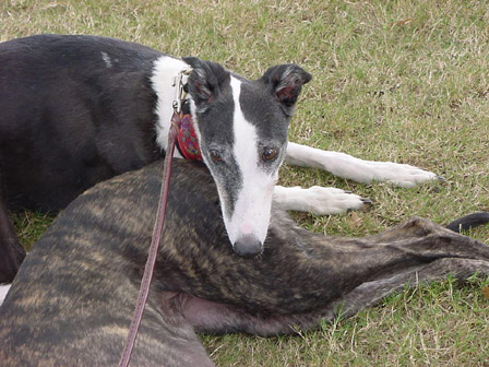 Pansy and Katie