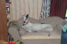 Willow in her bed