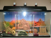 My new leopard gecko enclosure