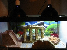 leopard gecko enclosure