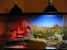 leopard gecko enclosure