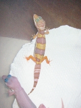 My albino leopard gecko