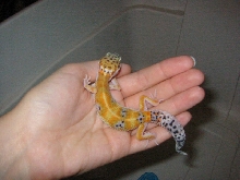 3 months old