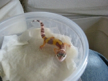 My baby hypo