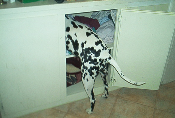 Wheres my ball?