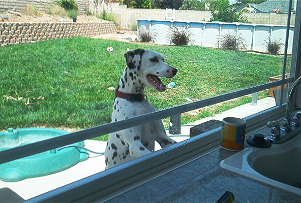 Let me in!