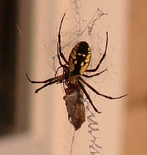 Golden Orb Weaver