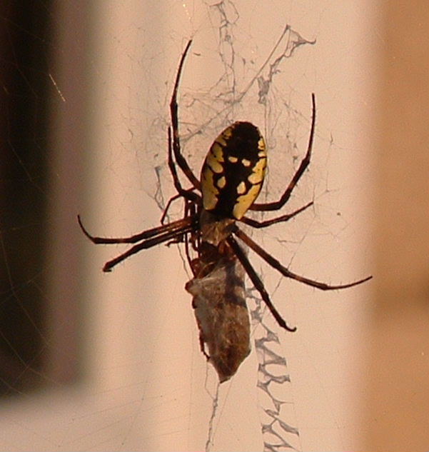 Golden Orb Weaver