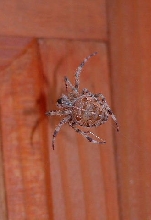 Brown Spider