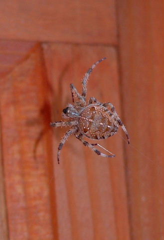 Brown Spider