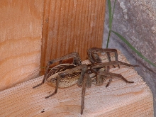 Large Wolf Spider