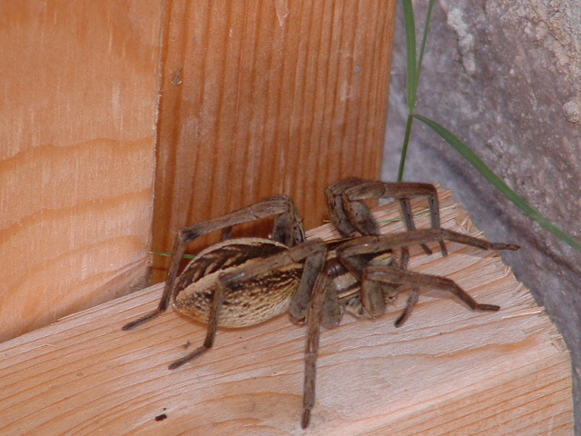 Large Wolf Spider