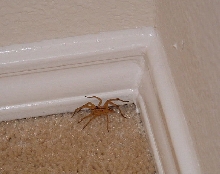 What type is this??