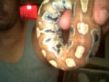 my new borneo