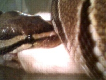 closeup