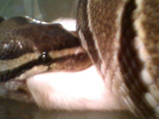 closeup
