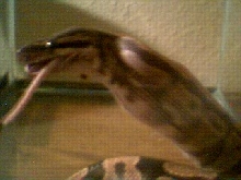 swallow!!