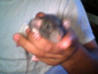 another dumbo