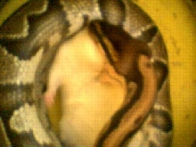 Headless rat