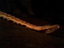 bloodpython