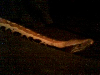 bloodpython