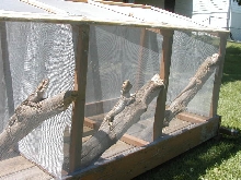Beardies outside