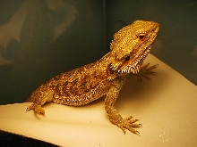 PeeWee
